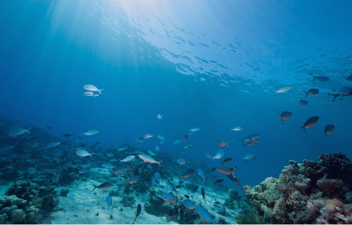Sea